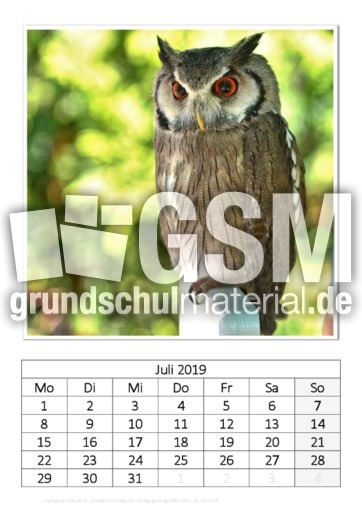 Juli_Weißgesichtseule.pdf